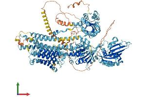 AlphaFold protein structure predicition of Mouse Recombinant Atp2b2 Protein, UniprotID Q9R0K7