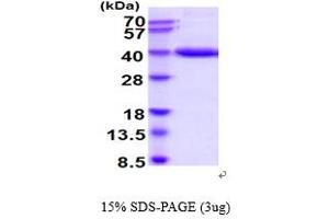 SDS-PAGE (SDS) image for Pepsinogen C (PGC) (AA 17-388) protein (His tag) (ABIN6387837)