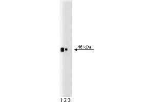 Western Blotting (WB) image for anti-CD38 (AA 171-292) antibody (ABIN968373)