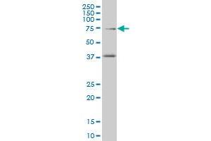 TCF4 monoclonal antibody (M04), clone 3H4 Western Blot analysis of TCF4 expression in A-549 . (TCF4 anticorps  (AA 1-365))