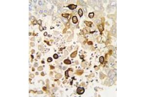 Image no. 2 for anti-Cytochrome P450, Family 4, Subfamily X, Polypeptide 1 (CYP4X1) (N-Term) antibody (ABIN360252)