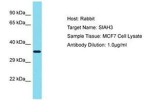 Image no. 1 for anti-Siah E3 Ubiquitin Protein Ligase Family Member 3 (SIAH3) (AA 151-200) antibody (ABIN6750786) (SIAH3 anticorps  (AA 151-200))
