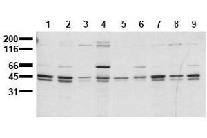 Western Blotting (WB) image for anti-SHC (Src Homology 2 Domain Containing) Transforming Protein 1 (SHC1) (C-Term) antibody (ABIN126887) (SHC1 anticorps  (C-Term))
