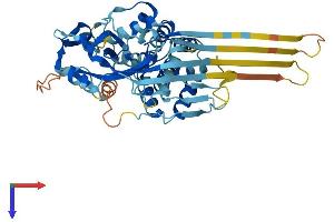 AlphaFold protein structure predicition of Human Recombinant GSDMD Protein, UniprotID P57764