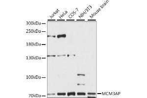 Western blot analysis of extracts of various cell lines, using MCM3AP antibody (ABIN7268541) at 1:1000 dilution.