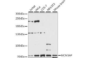 Western blot analysis of extracts of various cell lines, using MCM3AP antibody (ABIN7268541) at 1:1000 dilution. (GANP anticorps  (AA 250-550))