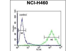 OR2Z1 Antibody (N-term) (ABIN655017 and ABIN2844649) flow cytometric analysis of NCI- cells (right histogram) compared to a negative control cell (left histogram). (OR2Z1 anticorps  (N-Term))