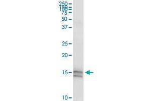 DEFA5 MaxPab rabbit polyclonal antibody.