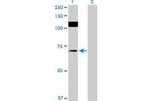 Western Blot analysis of SRPK2 expression in transfected 293T cell line by SRPK2 MaxPab polyclonal antibody. (SRPK2 anticorps  (AA 1-699))