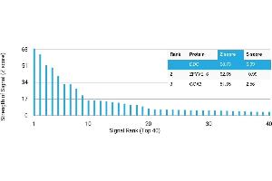 Protein Array (PAr) image for anti-Dopa Decarboxylase (Aromatic L-Amino Acid Decarboxylase) (DDC) antibody (ABIN7456246)