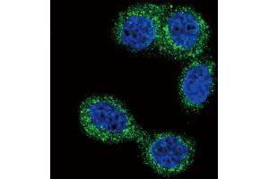 Confocal immunofluorescent analysis of HNMT Antibody with Hela cell followed by Alexa Fluor 488-conjugated goat anti-rabbit lgG (green).