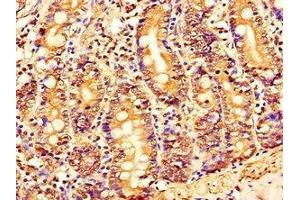 Immunohistochemistry of paraffin-embedded human small intestine tissue using ABIN7165414 at dilution of 1:100 (FAM151B anticorps  (AA 1-276))
