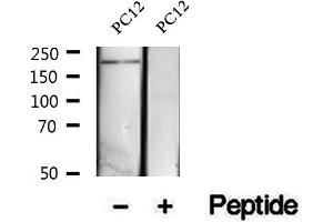 anti-Eukaryotic Translation Initiation Factor 4 Gamma, 1 (EIF4G1) (pSer1147) antibody