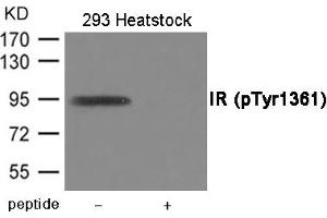Western blot analysis of extracts from 293 cells treated with Heatstock using IR (Phospho-Tyr1361) Antibody. (Insulin Receptor anticorps  (pTyr1361))