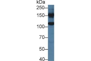 Western blot analysis of Mouse Liver lysate, using Human GLDC Antibody (2 µg/ml) and HRP-conjugated Goat Anti-Rabbit antibody ( (GLDC anticorps  (AA 81-268))