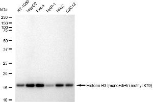 Western blotting analysis using Histone H3 (mono+di+tri methyl K79) antibody (ABIN7798965).