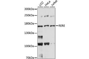 Western blot analysis of extracts of various cell lines, using RERE antibody. (RERE anticorps)