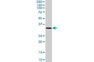 HSD11B1 MaxPab polyclonal antibody.