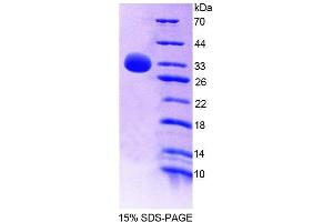 SDS-PAGE analysis of Human PTPN7 Protein. (PTPN7 Protéine)