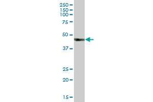 HS2ST1 MaxPab polyclonal antibody. (HS2ST1 anticorps  (AA 1-229))
