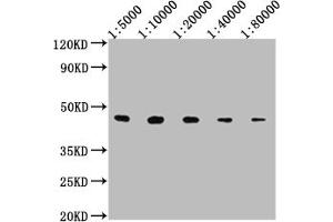 Western Blot Positive WB detected in: 50ng V5-tagged fusion protein V5 Tag antibody at 1:5000, 1:10000, 1:20000, 1:40000, 1:80000 Secondary Goat polyclonal to mouse IgG at 1/50000 dilution Predicted band size: 37. (V5 Epitope Tag anticorps)