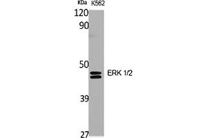 Western Blot analysis of various cells using ERK 1/2 Polyclonal Antibody diluted at 1:2000.