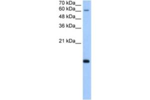 Western Blotting (WB) image for anti-Polymerase (RNA) II (DNA Directed) Polypeptide H (POLR2H) antibody (ABIN2463203) (POLR2H anticorps)