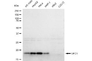 Western blotting analysis using UFC1 antibody (ABIN7800757). (Recombinant UFC1 anticorps)