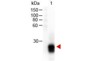 Western Blot of Goat anti-F(ab')2 Rabbit IgG F(ab')2 Antibody Peroxidase Conjugated Pre-Adsorbed. (Chèvre anti-Lapin IgG (F(ab')2 Region) Anticorps (HRP))