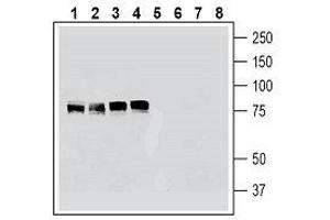 Western blot analysis of human K562 erythroleukemia cell line lysate (lanes 1 and 5), human HeLa cervical adenocarcinoma cell line lysate (lanes 2 and 6), human U-87MG glioblastoma cell line lysate (lanes 3 and 7) and human MCF-7 breast adenocarcinoma cell line lysate (lanes 4 and 8): - 1-4. (Cortactin anticorps  (Intracellular))