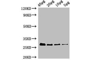 Western Blot Positive WB detected in: Rosseta bacteria lysate at 40 μg, 20 μg, 10 μg, 5 μg All lanes: rpsB antibody, HRP conjugated at 0. (rPSB (AA 2-241) anticorps (HRP))