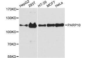 Western blot analysis of extracts of various cell lines, using PARP10 antibody. (PARP10 anticorps)
