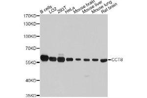 Western blot analysis of extracts of various cell lines, using CCT8 antibody. (CCT8 anticorps  (AA 248-497))