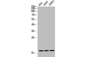 Western Blot analysis of 823 293T 22RV cells using CD235a Polyclonal Antibody