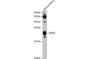 Western blot analysis of extracts of mouse kidney, using GMFG antibody (ABIN6127958, ABIN6141183, ABIN6141184 and ABIN6216779) at 1:3000 dilution.