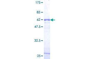 Image no. 1 for SYF2 Homolog, RNA Splicing Factor (SYF2) (AA 1-243) protein (GST tag) (ABIN1321968)