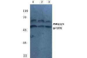 Western blot (WB) analysis of p-JNK1/2/3 antibody at 1/500 dilution (JNK anticorps  (pThr183))