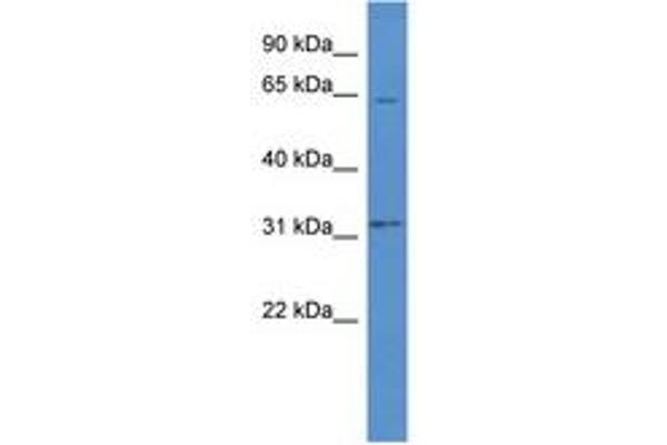 OR2W1 antibody  (AA 190-239)