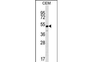 KCNJ8 Antibody (N-term) (ABIN656236 and ABIN2845552) western blot analysis in CEM cell line lysates (35 μg/lane). (KCNJ8 anticorps  (N-Term))