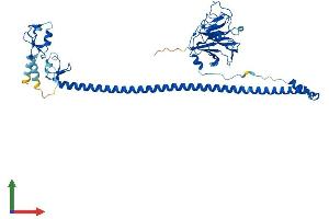 AlphaFold protein structure predicition of Human Recombinant TRIM21 Protein, UniprotID P19474