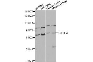 Western blot analysis of extracts of various cell lines, using GABPA antibody (ABIN5974588) at 1/1000 dilution. (GABPA anticorps)