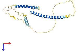 AlphaFold protein structure predicition of Mouse Recombinant Mxd4 Protein, UniprotID Q60948