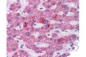 Immunohistochemistry (IHC) image for anti-Hepatocyte Growth Factor (Hepapoietin A, Scatter Factor) (HGF) (N-Term) antibody (ABIN2781817)