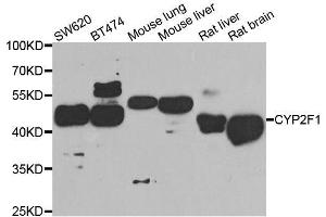 Western blot analysis of extracts of various cell lines, using CYP2F1 antibody. (CYP2F1 anticorps  (AA 100-290))
