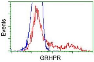 HEK293T cells transfected with either RC200963 overexpress plasmid (Red) or empty vector control plasmid (Blue) were immunostained by anti-GRHPR antibody (ABIN2453974), and then analyzed by flow cytometry. (GRHPR anticorps)