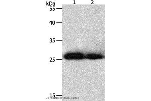 Western blot analysis of Hela and 293T cell, using PRDX3 Polyclonal Antibody at dilution of 1:800 (Peroxiredoxin 3 anticorps)