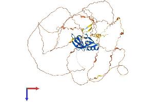 AlphaFold protein structure predicition of Mouse Recombinant Atxn1l Protein, UniprotID P0C7T6