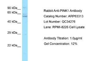 Western Blotting (WB) image for anti-PTEN Induced Putative Kinase 1 (PINK1) (N-Term) antibody (ABIN971402) (PINK1 anticorps  (N-Term))