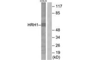Western blot analysis of extracts from COLO205 cells, using HRH1 Antibody. (HRH1 anticorps  (AA 141-190))