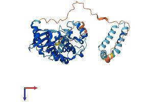 AlphaFold protein structure predicition of Human Recombinant STK25 Protein, UniprotID O00506